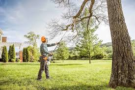 How Our Tree Care Process Works  in  Everson, WA