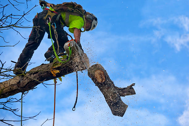 Reliable Everson, WA Tree Care Solutions